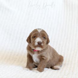 Pink Collar Girl - Caramel female Australian Labradoodle puppy in Thousand Oaks, California from Lovely Doodle Lane