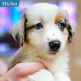 Micha - Red merle male Miniature Australian Shepherd puppy in Punta Gorda, Florida from Christie's Creekside Aussies