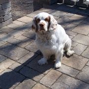 Clumber Spaniel All Grown Up from Casmirclumbers