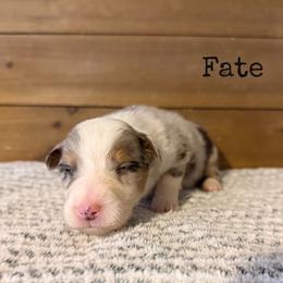Fate - Blue merle female Australian Shepherd puppy in Kearney, Nebraska from Helix Aussies