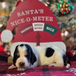 Samantha 2700.00 - Black brown and white female Basset Hound puppy in Denison, Texas from Emma Lou's Baby Bassets
