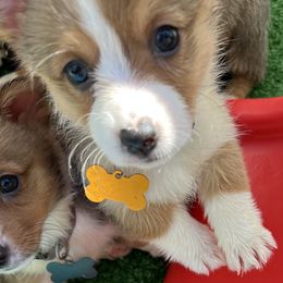 Pembroke Welsh Corgi Puppies from Haggard Family Corgis