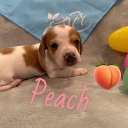 Peach - Piebald female Dachshund puppy in Groves, Texas from AH Doxies