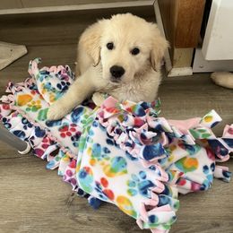 Golden Retriever Puppies from Mia Ragazza Golden Retrievers