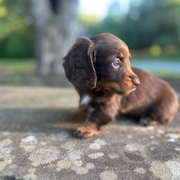 Dior - Chocolate and tan female Dachshund puppy in Burlington, North Carolina from Dachshund Meadows