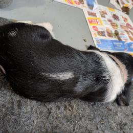 Daisy - Black white and brown female Basset Hound puppy in Clio, Michigan from Nancy's Basset Hounds
