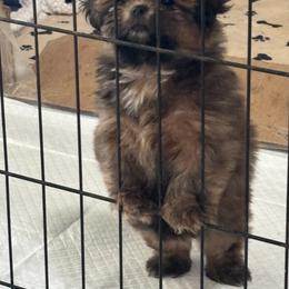 Shih Tzu Puppies from Staci Fidler
