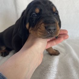 Black and Tan Coonhound Puppies from Tinkers hounds
