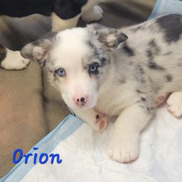 Cardigan Welsh Corgi and Dachshund Puppies from The Corgdachsunds