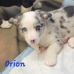 Cardigan Welsh Corgi and Dachshund Puppies from The Corgdachsunds