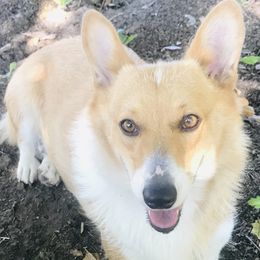 Annie - Pembroke Welsh Corgi