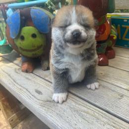 Boy 1 - Red male Japanese Akitainu puppy in Payson, Utah from Havoc Akitas