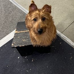 Australian Terrier Puppies from Kevin Kitchen