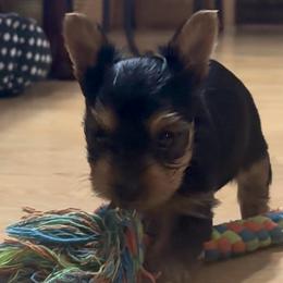 Carter - Black and gold male Yorkshire Terrier puppy in Tyler, Texas from YorkiStars
