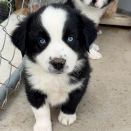 Gunner - Black & white male Miniature Australian Shepherd puppy in Marion, Michigan from Highland Hills Mini Aussies