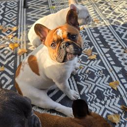 Chance - French Bulldog