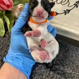 Orange Collar - Parti female Miniature Schnauzer puppy in Parker, Pennsylvania from TJ's Silver Paws Miniature Schnauzers