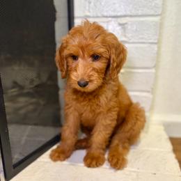 F1B Goldendoodle Bay - Red  male Goldendoodle puppy in Redding, California from Casa Delarosa Collective Poodles & Doodles