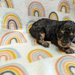 Aussiedoodle, Australian Shepherd, Bernedoodle, Cockapoo, and Poodle Puppies from Sis' Doodles & Poodles