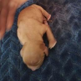 Quinlin - Ruby male Cavalier King Charles Spaniel puppy in Lambertville, Michigan from Dream Dog LLC
