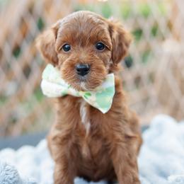Valentino - Red  male Goldendoodle puppy in Wake Forest, North Carolina from Dreamcoat Doodles