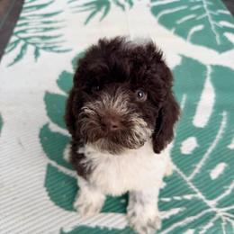 Otter with training - Brown and white male Cockapoo puppy in Boonville, North Carolina from Doods & Dolls