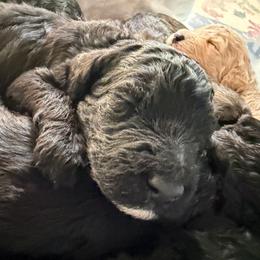 Cartwright's David A Man After God's Heart - Black male Poodle puppy in Albany, Kentucky from Impressive Cartwright Standards