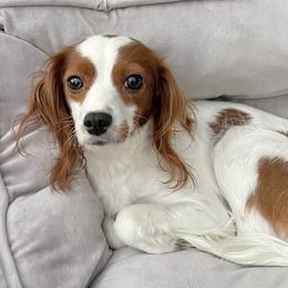 Roxy - Cavapoo