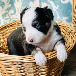 Miniature Australian Shepherd and Toy Australian Shepherd Puppies from Crooked Oak Aussies