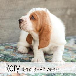 Rory - Red and white female Basset Hound puppy in Jefferson City, Missouri from Triple Hill Farm