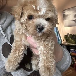 Cavapoo, Goldendoodle, Maltipoo, Poodle, and Sheepadoodle Puppies from Doodle Pups Fur-Ever