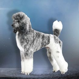 Kai - Poodle