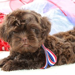 Oscar - Brown male Russian Tsvetnaya Bolonka puppy in West Plains, Missouri from Must Be Frenchies & Crown Of Curls Bolonka