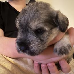 Freckles - Salt and pepper male Miniature Schnauzer puppy in Troutdale, Oregon from Krystle's Miniature Schnauzers