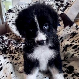 Male 3 - Black tri-color male Australian Shepherd puppy in Kaufman, Texas from Martin's Star Ranch Aussies