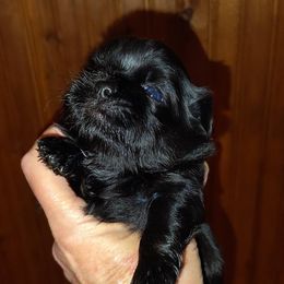 Rosie - Black female Shih Tzu puppy in Palmyra, New York from Karen's Tzus of Palmyra-Macedon