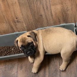 Bandit - Red fawn male Bullmastiff puppy in South Attleboro, Massachusetts from Bessettes Bullies