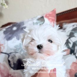 Boy 1 - White male Maltese puppy in Snowville, Utah from Navabo Diamond