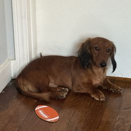Ginger - Dachshund