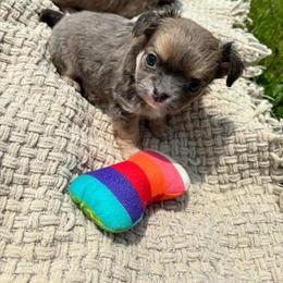 Chihuahua Puppies from Cloud9 Chihuahuas