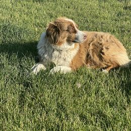 Oakley - Australian Shepherd