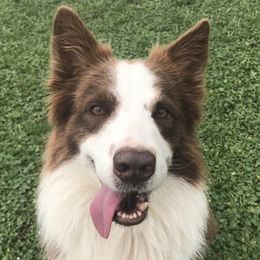 Border Collies from Spot On Border Collies