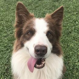 Border Collies from Spot On Border Collies