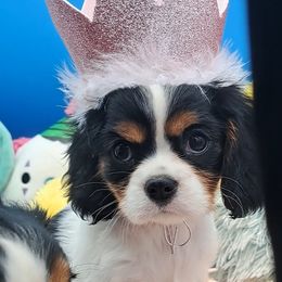 Cavalier King Charles Spaniel Puppies from S. Mancha