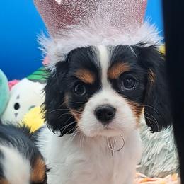Cavalier King Charles Spaniel Puppies from S. Mancha