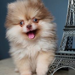 Truffle - Chocolate merle male Pomeranian puppy in Santa Clarita, California from Hollywood Mini Pets