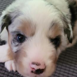 Miniature American Shepherds from Holly Hill Mini Aussies