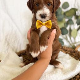 Skye - Red  male Goldendoodle puppy in Chesapeake, Virginia from Buck's Pups