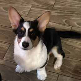 Cardigan Welsh Corgi Puppies from LoneStar Cardigan Welsh Corgis