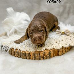 Wren - Phantom female Goldendoodle puppy in Williamson, New York from Lakeside Doodles